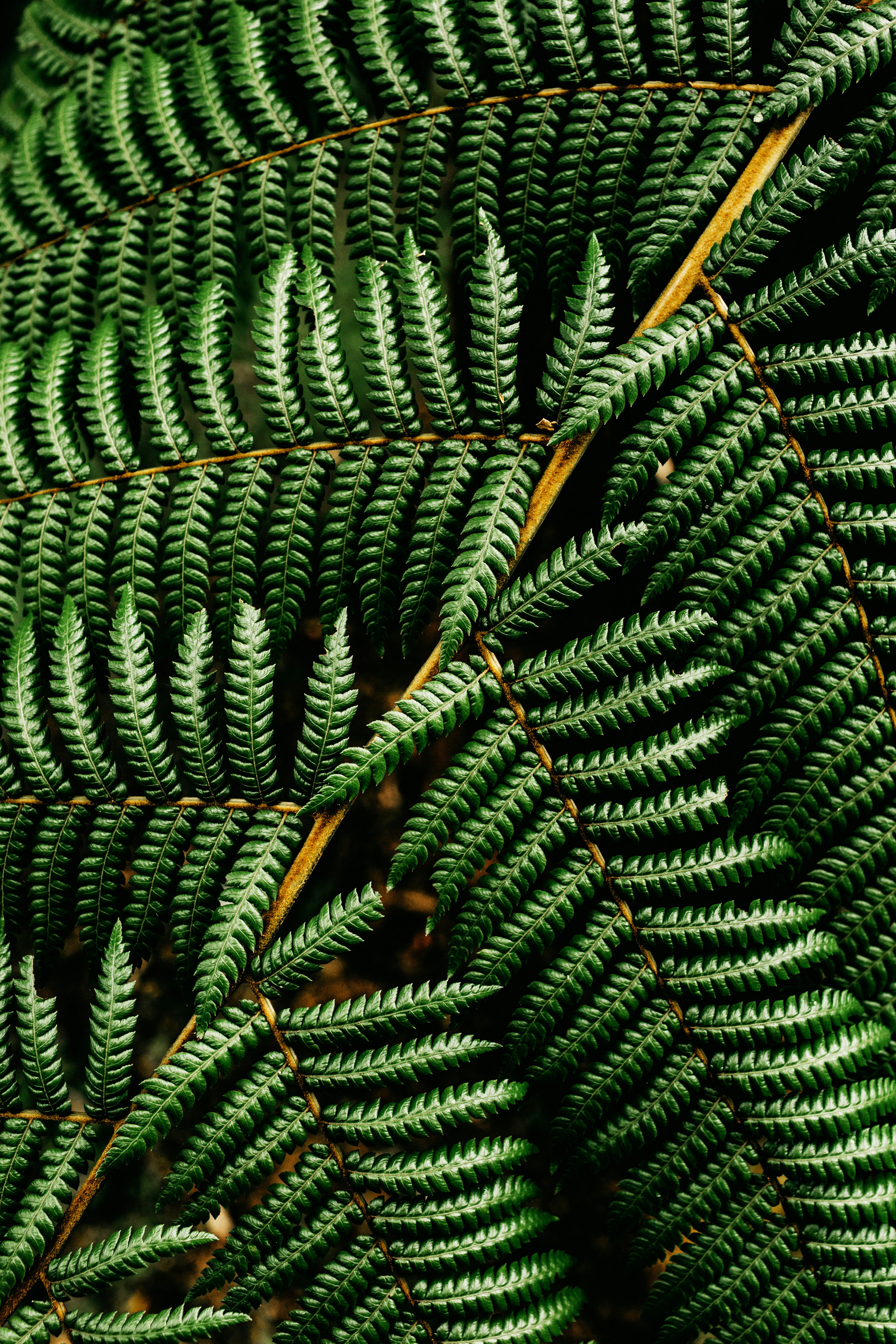 green and brown pine tree